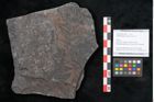 Foto (Objekt + Etikett) von Senftenbergia crenata Lindl. et H. (NHMW-GEO-2024-0188-10941)